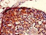 SEC23IP Antibody in Immunohistochemistry (Paraffin) (IHC (P))