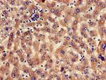 SEC23IP Antibody in Immunohistochemistry (Paraffin) (IHC (P))