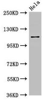 SEC23IP Antibody in Western Blot (WB)