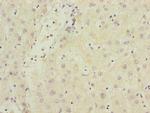 SAMM50 Antibody in Immunohistochemistry (Paraffin) (IHC (P))