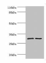 SRPRB Antibody in Western Blot (WB)