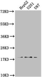 ARL2BP Antibody in Western Blot (WB)