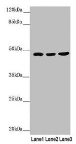 BCS1L Antibody in Western Blot (WB)