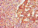 BTRC Antibody in Immunohistochemistry (Paraffin) (IHC (P))