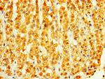 DHRS7 Antibody in Immunohistochemistry (Paraffin) (IHC (P))