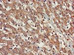 FARP1 Antibody in Immunohistochemistry (Paraffin) (IHC (P))