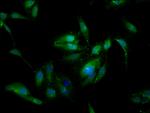 SSX2IP Antibody in Immunocytochemistry (ICC/IF)