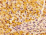 SSX2IP Antibody in Immunohistochemistry (Paraffin) (IHC (P))