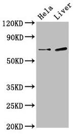 SSX2IP Antibody in Western Blot (WB)