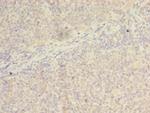 WDR37 Antibody in Immunohistochemistry (Paraffin) (IHC (P))