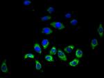 HRH3 Antibody in Immunocytochemistry (ICC/IF)