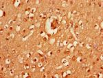 HRH3 Antibody in Immunohistochemistry (Paraffin) (IHC (P))