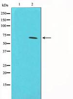 Phospho-CDC25A (Ser76) Antibody in Western Blot (WB)