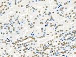 Phospho-FANCG (Ser383) Antibody in Immunohistochemistry (Paraffin) (IHC (P))