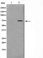 Phospho-GAB2 (Tyr452) Antibody in Western Blot (WB)