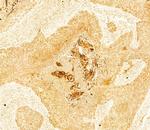 Collagen II Antibody in Immunohistochemistry (Paraffin) (IHC (P))