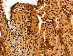 Cyclin A Antibody in Immunohistochemistry (Paraffin) (IHC (P))