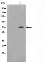 Cyclin A Antibody in Western Blot (WB)