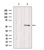 DP1 Antibody in Western Blot (WB)