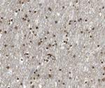 E2F4 Antibody in Immunohistochemistry (Paraffin) (IHC (P))