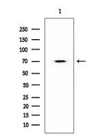 HDAC10 Antibody in Western Blot (WB)