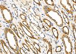 HSPE1 Antibody in Immunohistochemistry (Paraffin) (IHC (P))