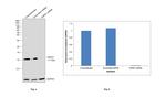 HSPE1 Antibody