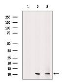 HSPE1 Antibody in Western Blot (WB)