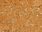 SIRP alpha Antibody in Immunohistochemistry (Paraffin) (IHC (P))