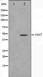 HAT1 Antibody in Western Blot (WB)