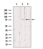 NYREN18 Antibody in Western Blot (WB)