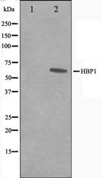 HBP1 Antibody in Western Blot (WB)