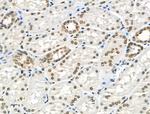 TAF5L Antibody in Immunohistochemistry (Paraffin) (IHC (P))