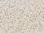 TAF5L Antibody in Immunohistochemistry (Paraffin) (IHC (P))