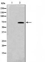 TAF5L Antibody in Western Blot (WB)