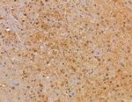 SERC1 Antibody in Immunohistochemistry (Paraffin) (IHC (P))