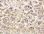 C1orf35 Antibody in Immunohistochemistry (Paraffin) (IHC (P))