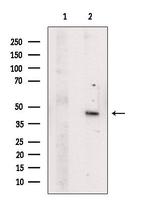 FOXH1 Antibody in Western Blot (WB)