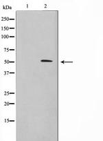 BHLHE41 Antibody in Western Blot (WB)