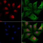 BHLHE41 Antibody in Immunocytochemistry (ICC/IF)