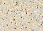 BHLHE41 Antibody in Immunohistochemistry (Paraffin) (IHC (P))