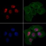 GAS41 Antibody in Immunocytochemistry (ICC/IF)