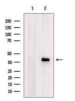 FKBPL Antibody in Western Blot (WB)