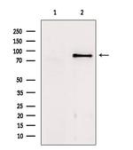 TACC1 Antibody in Western Blot (WB)