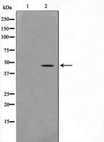 ACTG2 Antibody in Western Blot (WB)