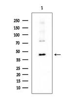 TRIP13 Antibody in Western Blot (WB)