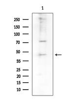 TRIP13 Antibody in Western Blot (WB)