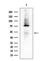 TRIP13 Antibody in Western Blot (WB)