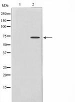 DYRK1B Antibody in Western Blot (WB)