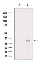 MRRF Antibody in Western Blot (WB)